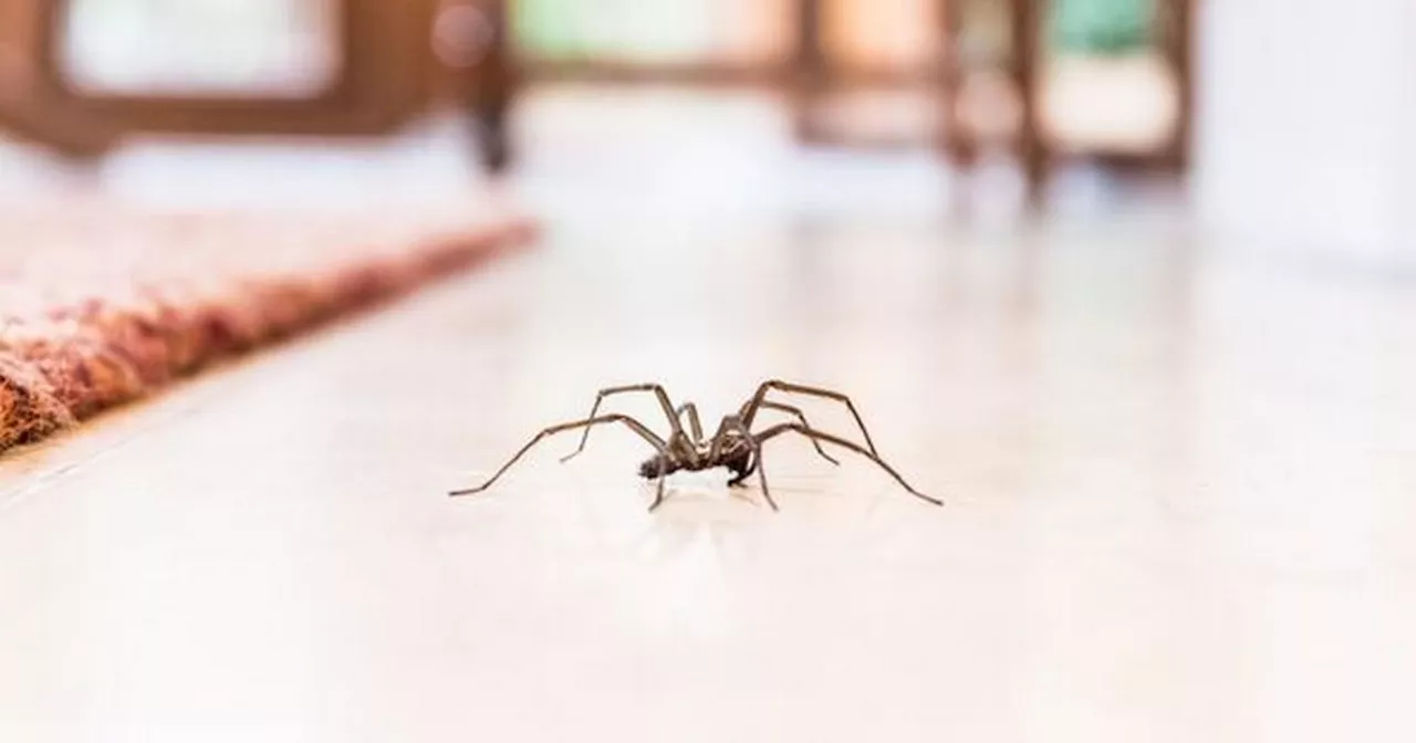 Warm weather could bring 'sex-craved' spiders into UK homes this Halloween