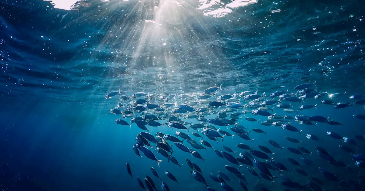 Pêche : l’ONG Bloom et des scientifiques proposent des «règles d’or» pour une pêche durable