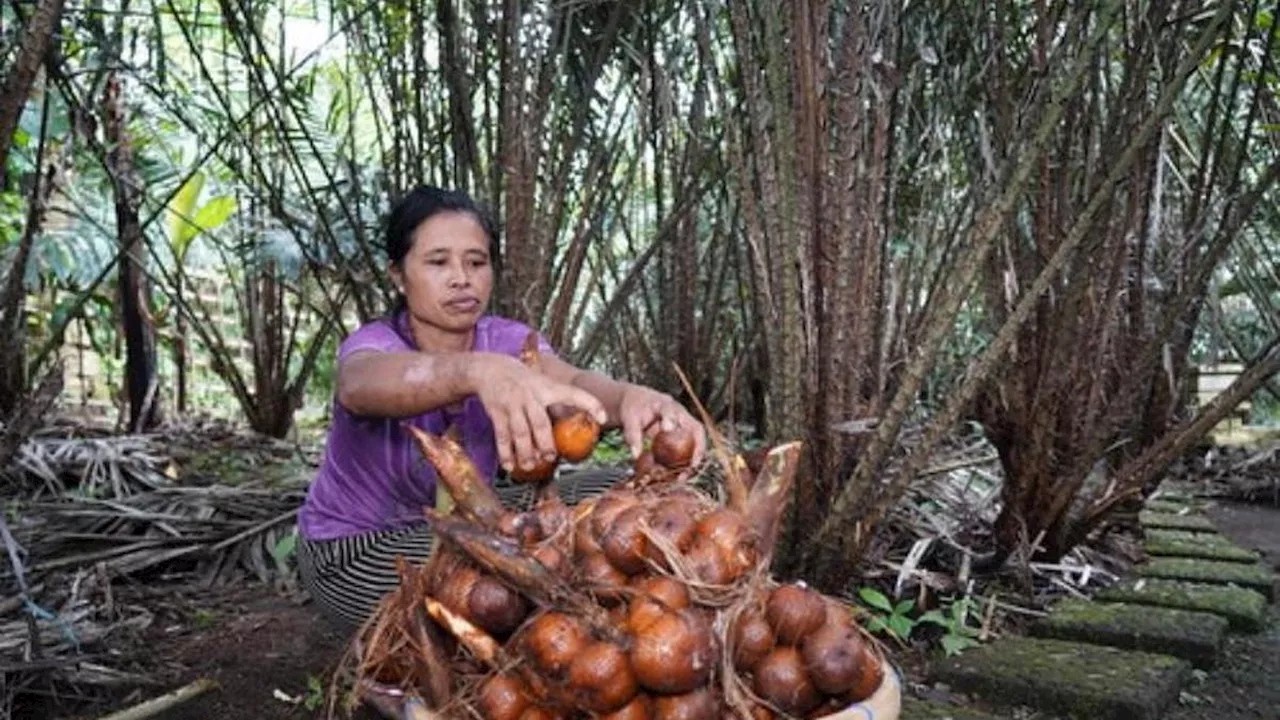 FAO Tetapkan Agroforestri Salak Bali Sebagai Warisan Pertanian Dunia