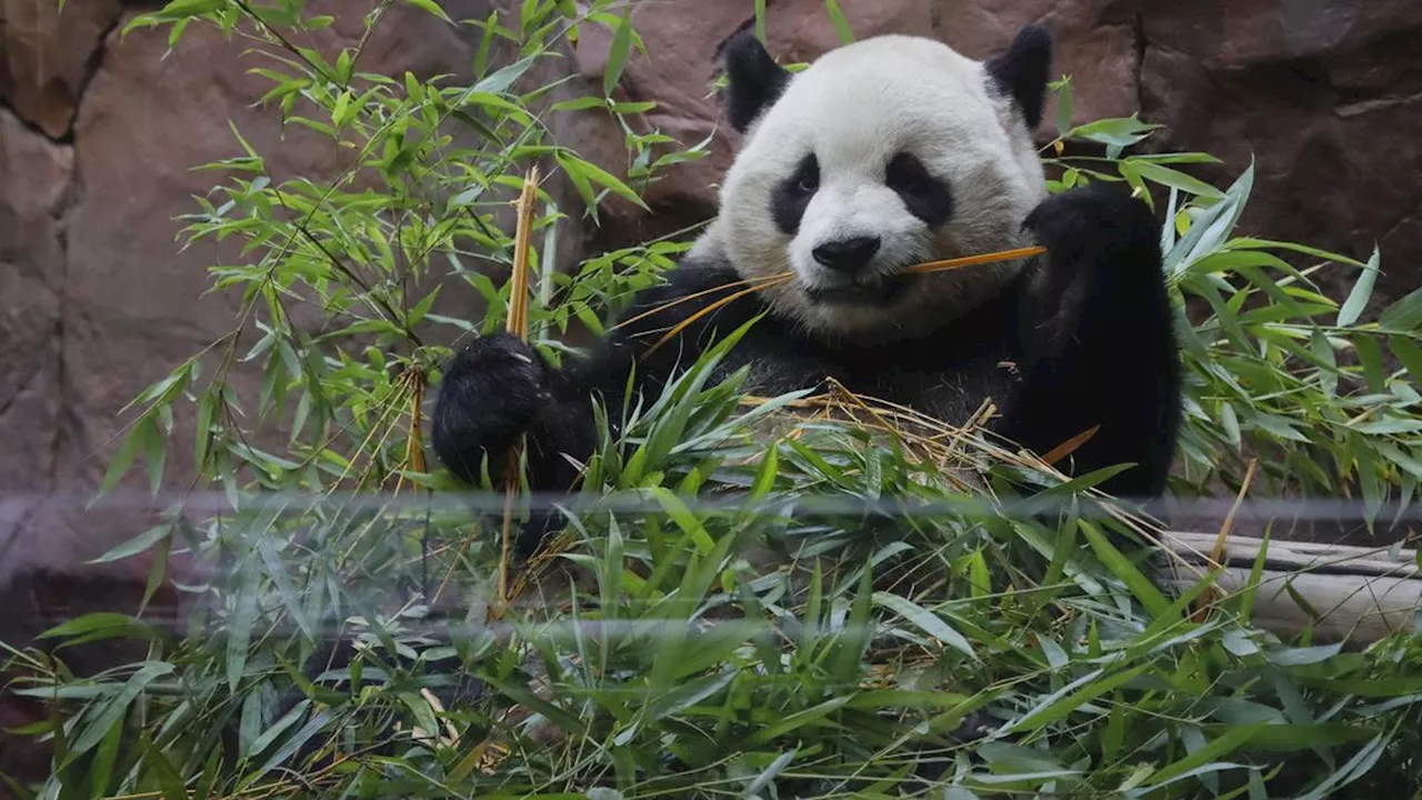 Panda Jadi-jadian di Kebun Binatang China Gegerkan Publik, Pengelola Tak Merasa Bersalah