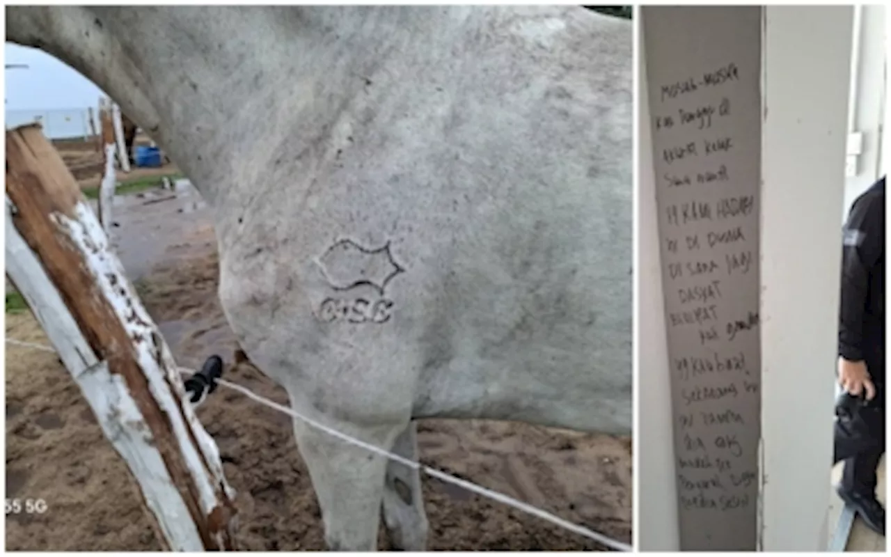 13 Horses Branded With GISBH Logo Found At Kuala Nerus Facility