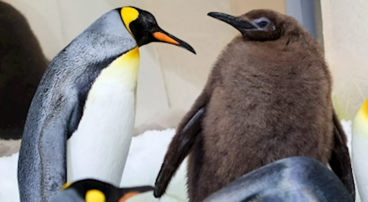 Melbourne Aquarium's Giant Penguin 'Pesto' Attracts Global Attention