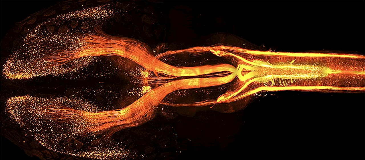 Neuroscientists discover complex genetic programs at the root of our movements