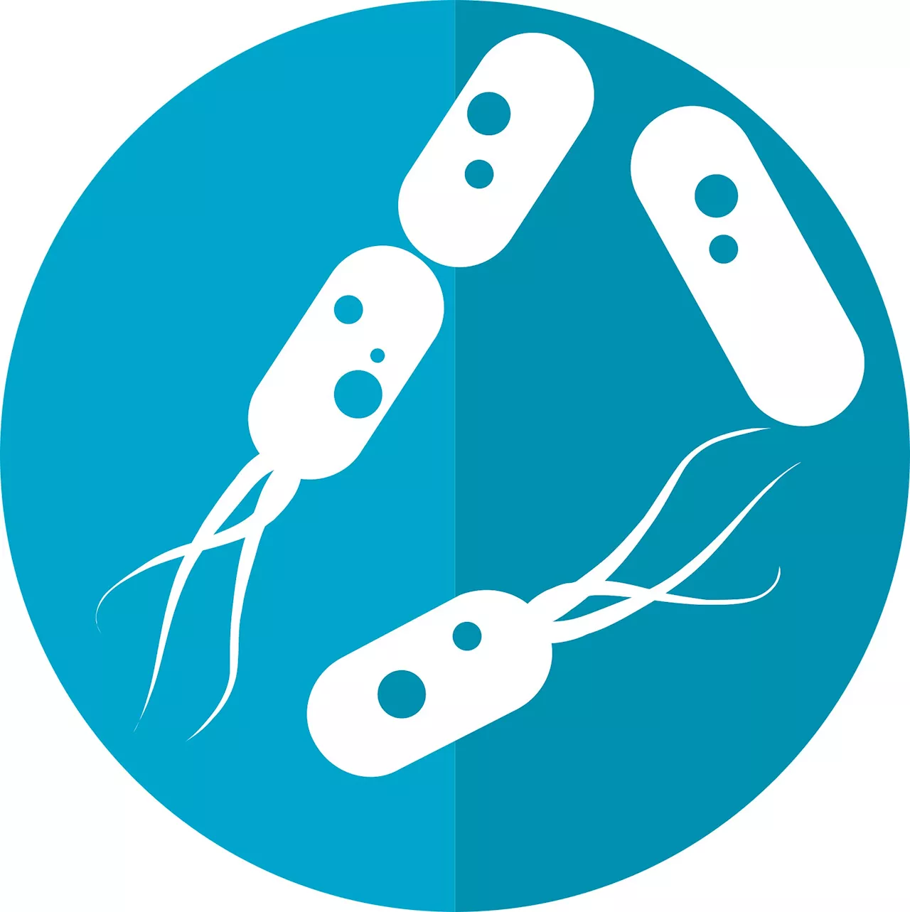 Paternal gut health may affect the physical and mental health of offspring