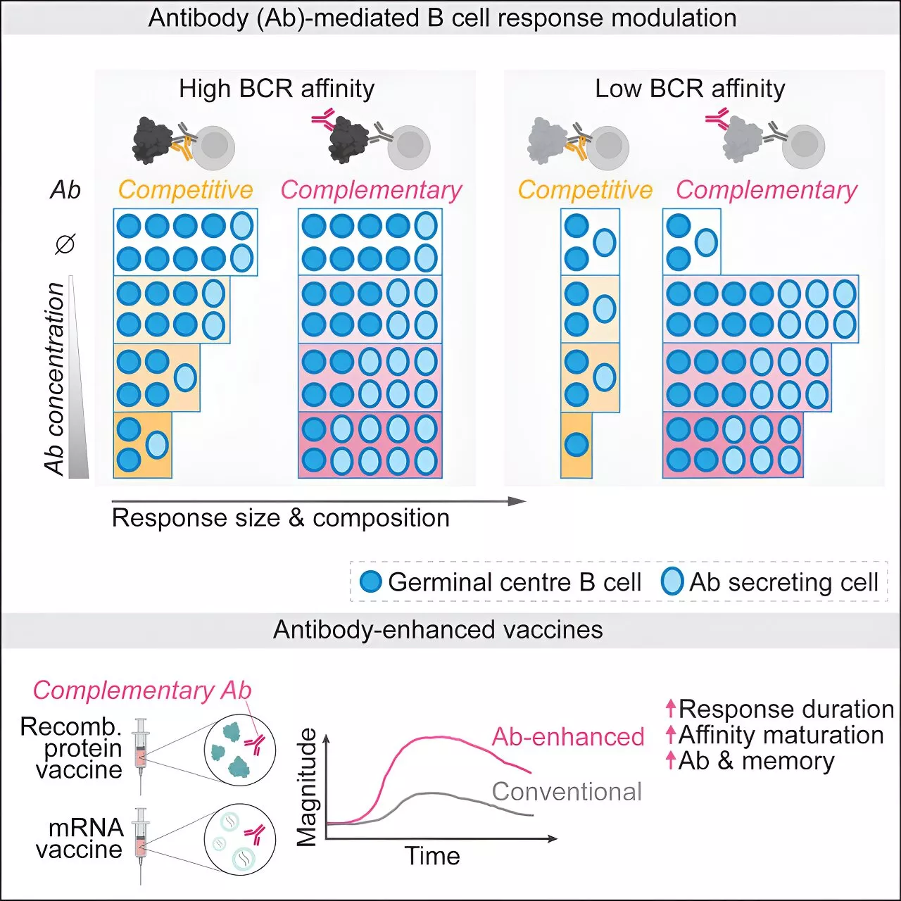 Researchers 'turbocharge' vaccine delivery by jolting 'bystander' immune cells into action in animal models