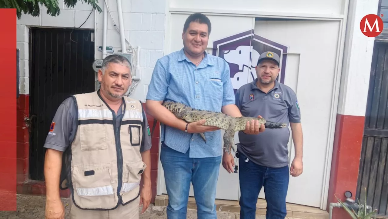 Cocodrilo se paseaba por una calle de Costa Rica en Culiacán, ya fue capturado