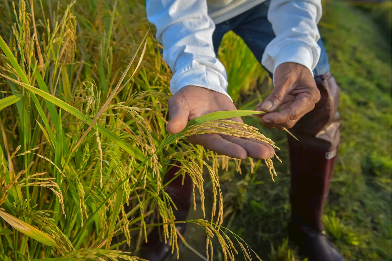 PH rice supply, prices remain stable amid harvest season