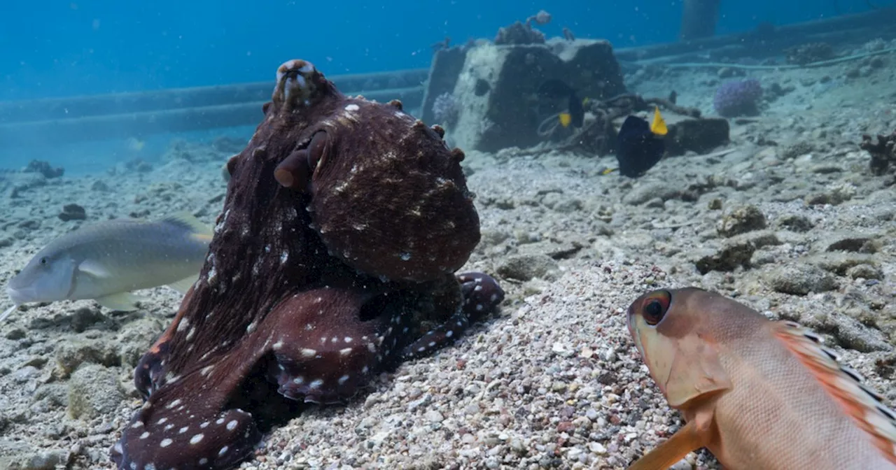 Octopuses seen hunting with fish and punching fish that don't cooperate