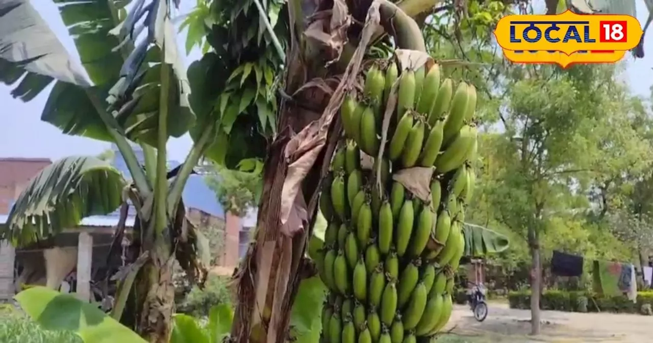 Banana cultivation: किसान इस फार्मूला से करें केला की खेती, कम लागत में होगा ज्यादा मुनाफा; सरकार भी कर रही...