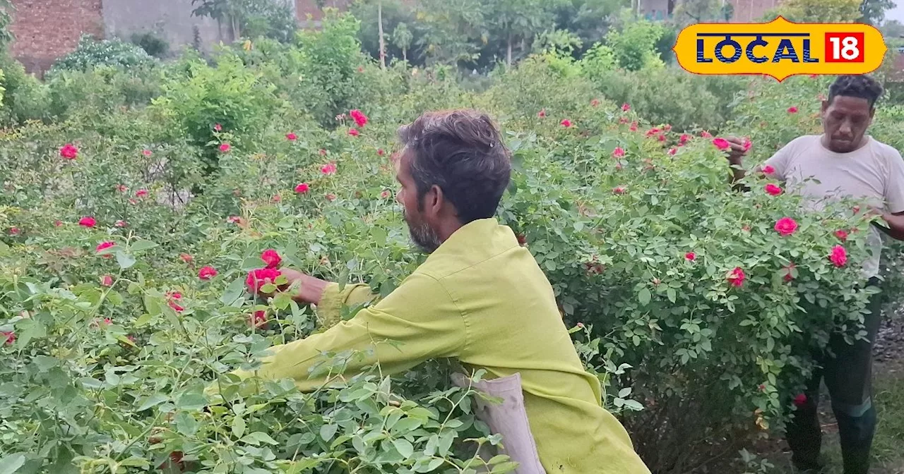 Desi Rose Farming: सब्जी-फल का बाप है यह फूल, हर दिन देगा बंपर कमाई, मार्केट में हमेशा रहती है मांग