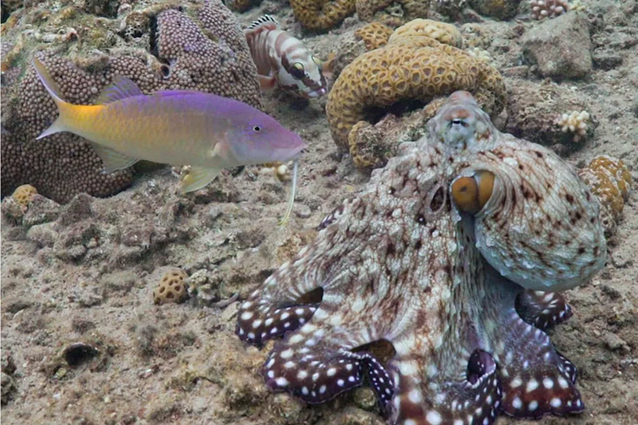 Octopuses and fish hunt as a team to catch more prey