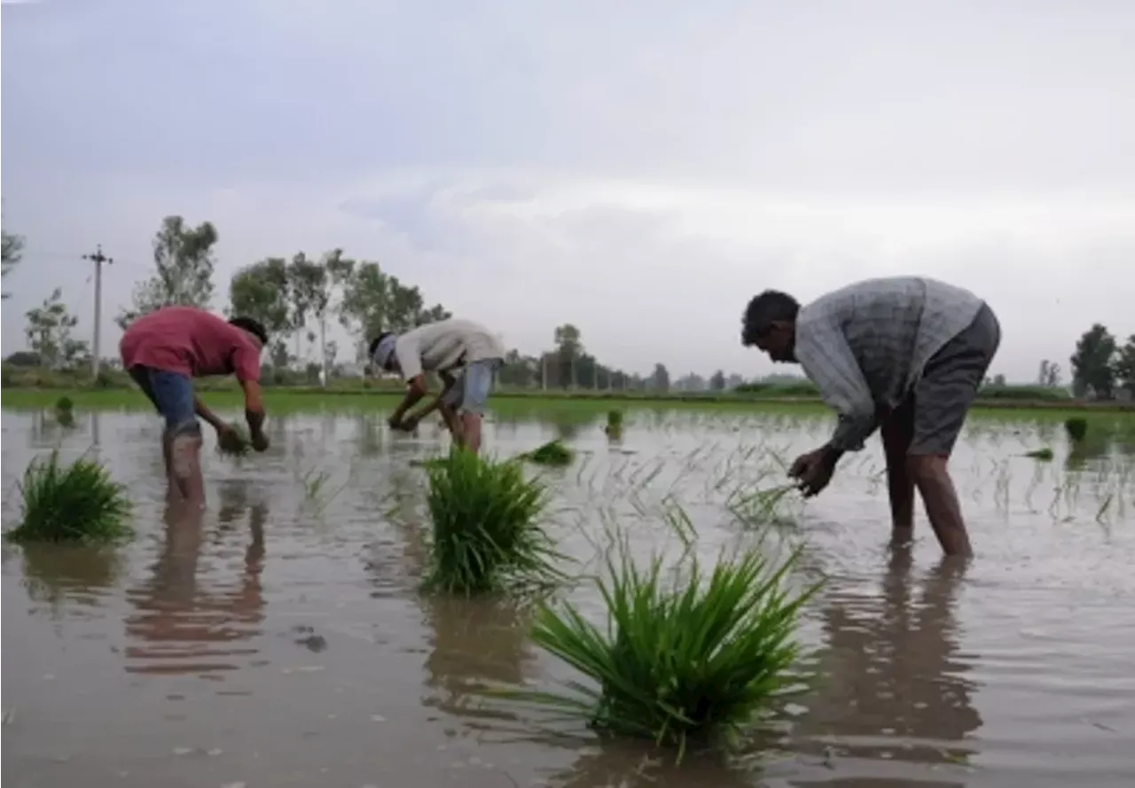 खरीफ फसल की बुआई 1,104 लाख हेक्टेयर से अधिक हुई : केंद्र