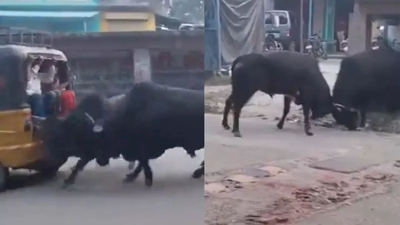 Viral Video : यूपी की सड़कों पर सांडों का खूनी खेल, बाल-बाल कई लोग, देख वीडियो दहल जाएगा दिल!