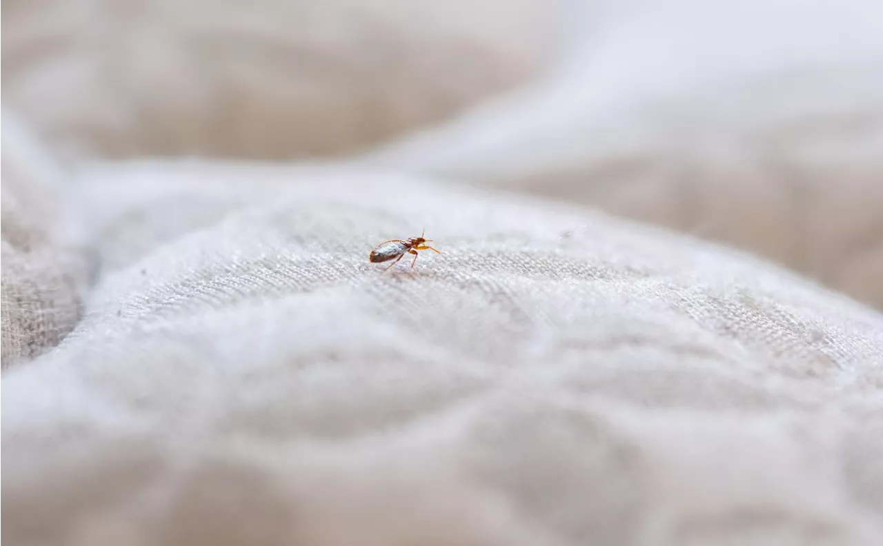 Rise in bedbugs across Ireland: ‘They look like an apple pip’