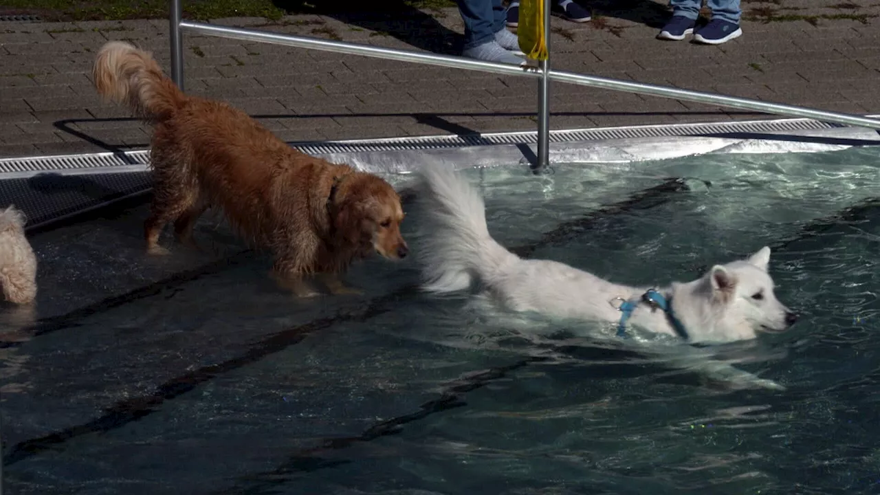 Hundebadetag in Traiskirchen