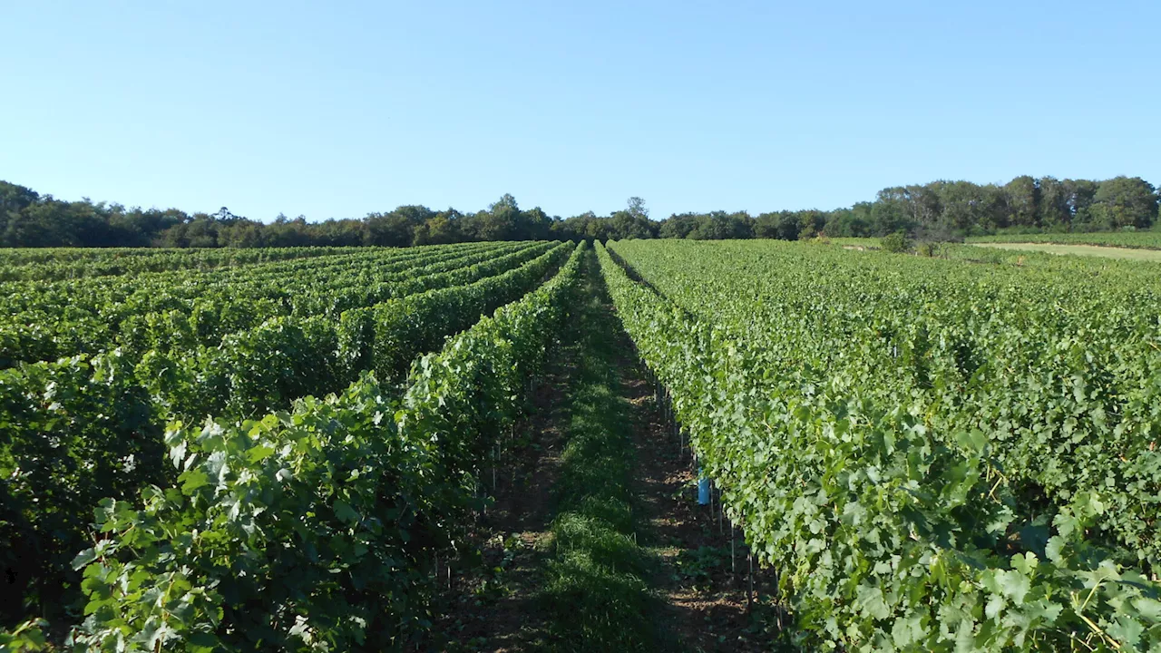 Klimawandel im Weinbau: „Österreich bleibt Weißwein-Land“