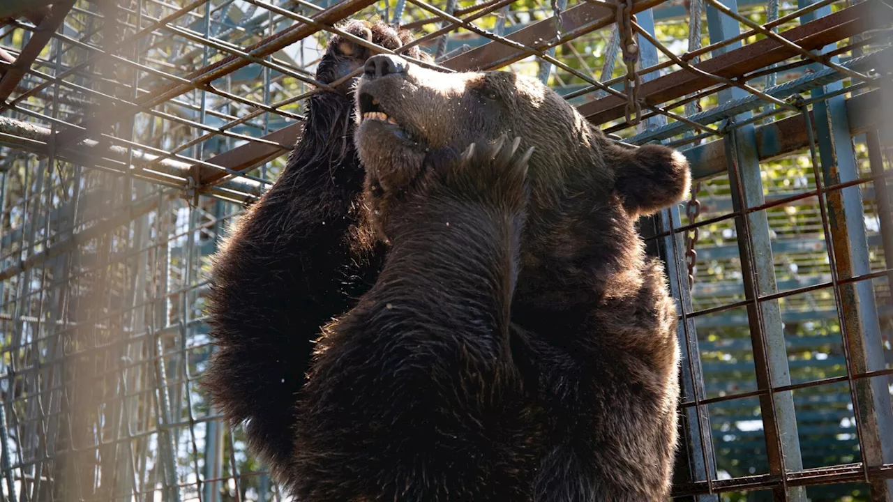 Vier Pfoten klagt an: Bär Mitko bekam in Slowenien die Todesspritze