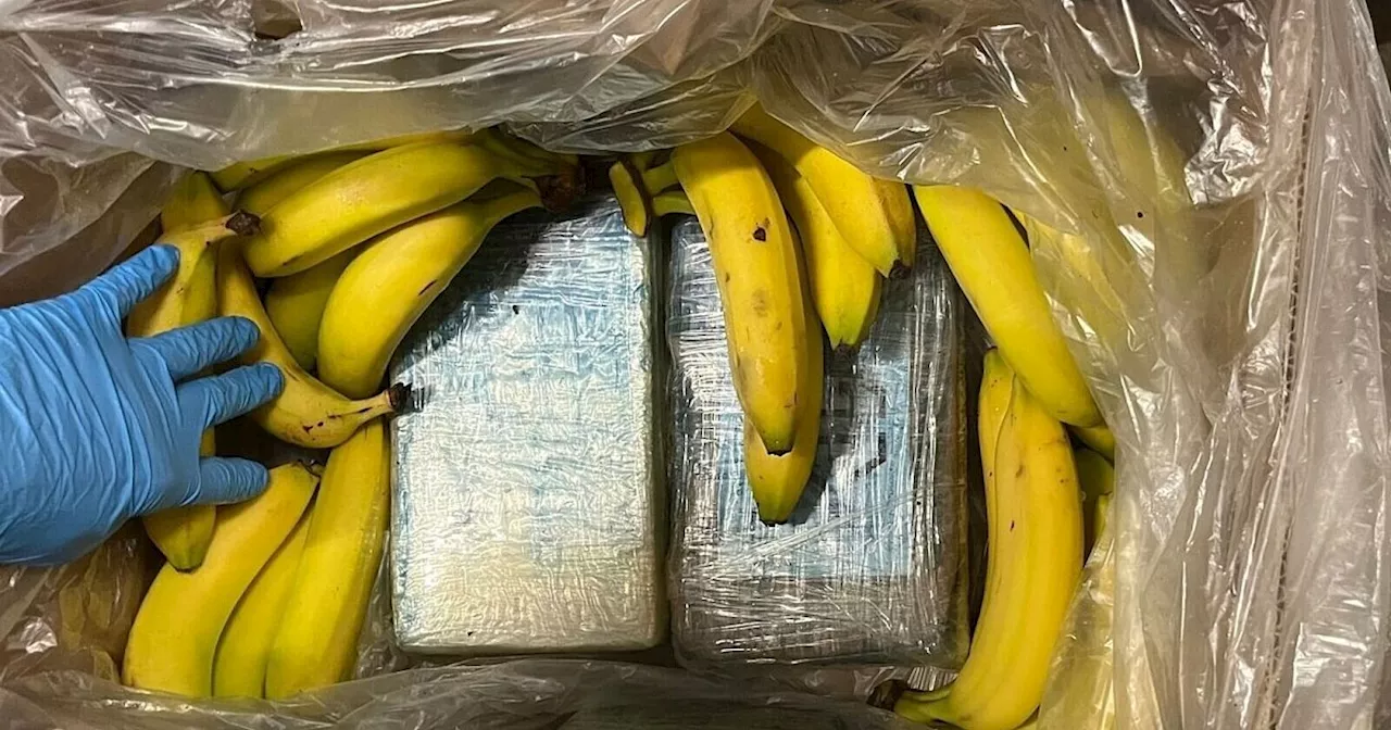 95 Kilo Kokain in Bananenkartons bei Discounter entdeckt