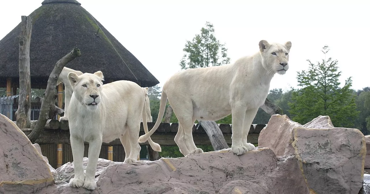 Sensation im Kreis Gütersloh – Erinnerung an besonderen Nachwuchs im Safariland