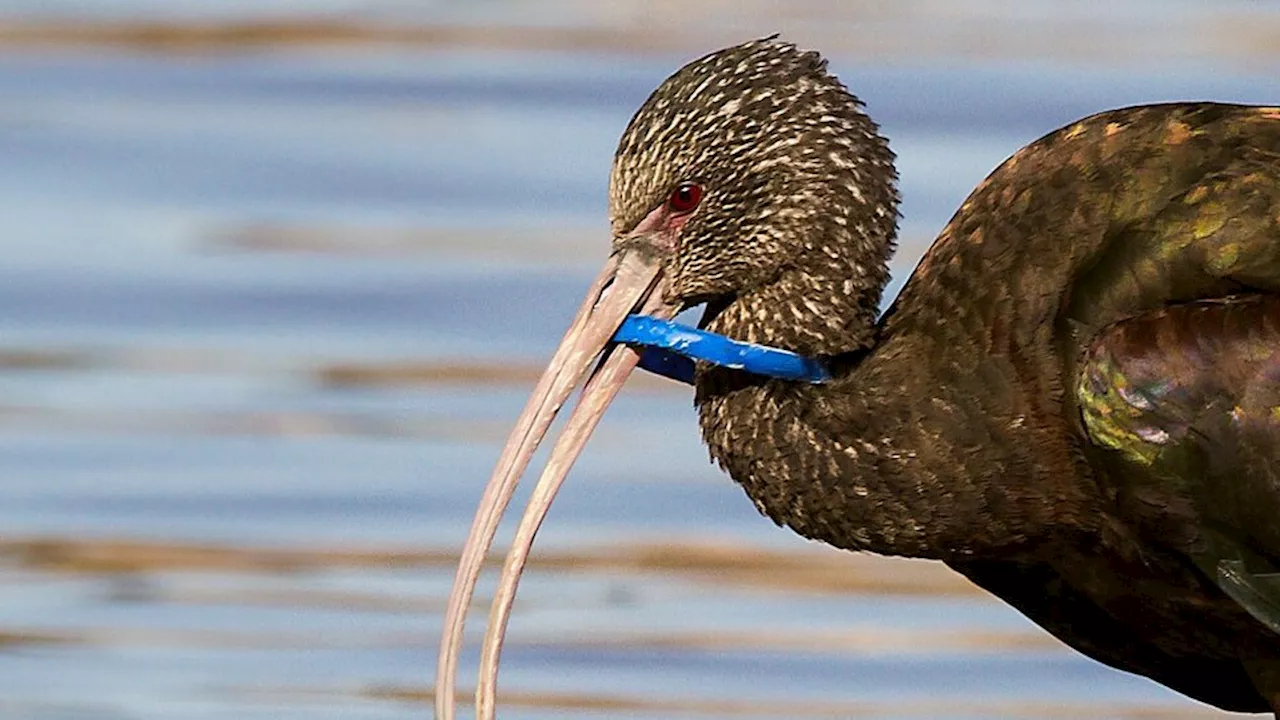 Un cuadro muy preocupante en el río Paraná