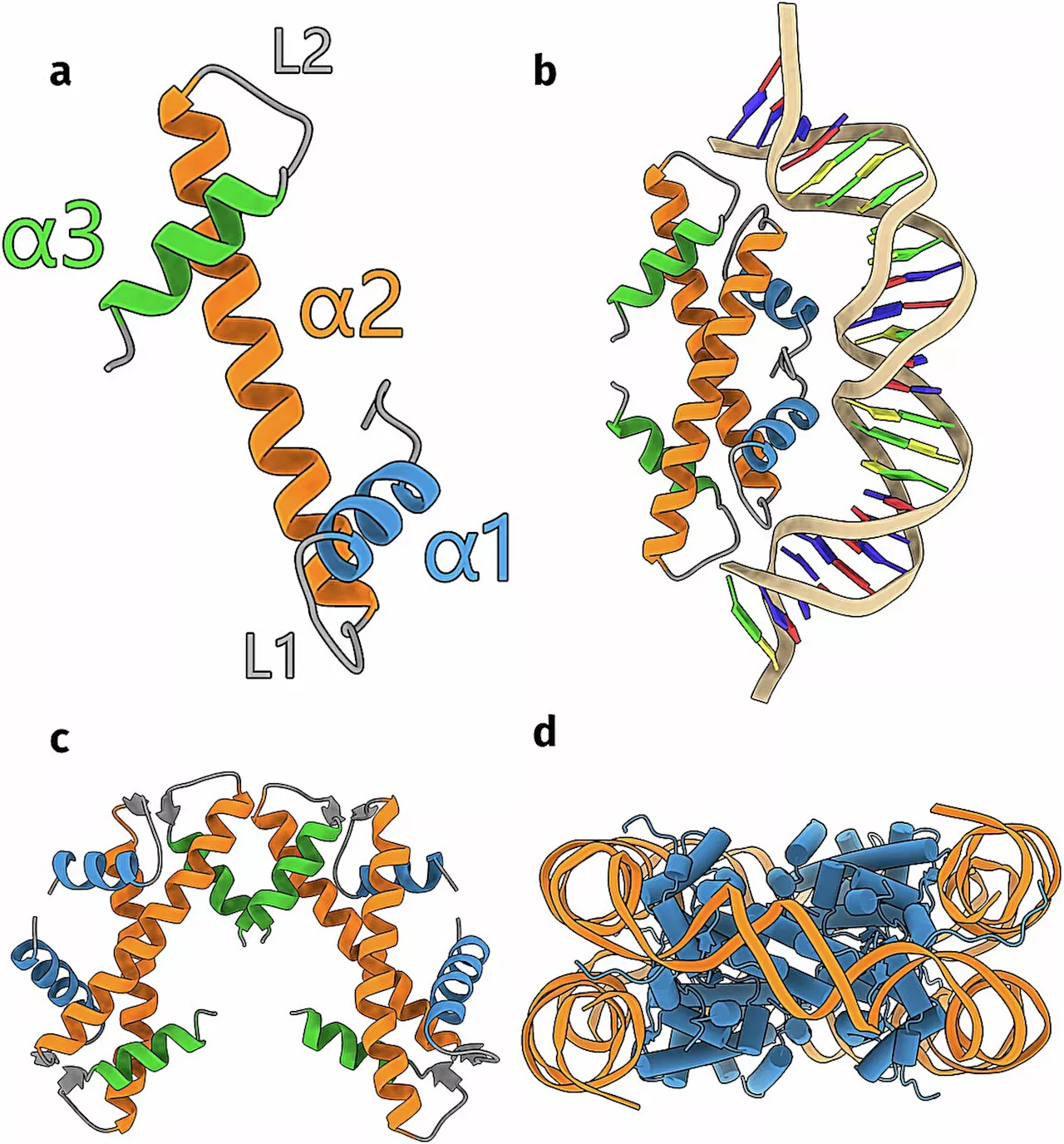 Chemists discover new ways in which single-celled organisms organize their DNA