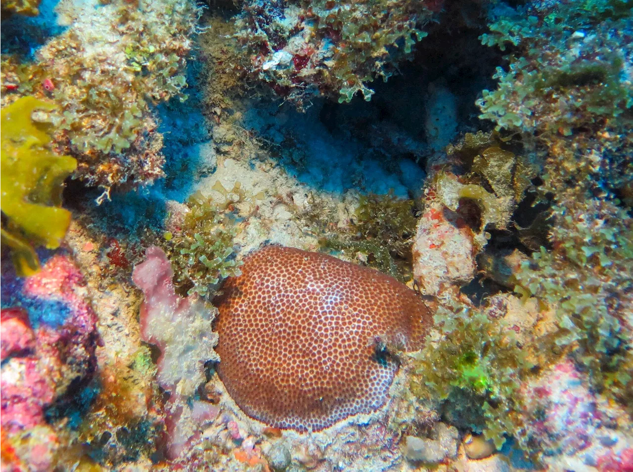 Deeper corals may help shallow reefs recover in the Florida keys