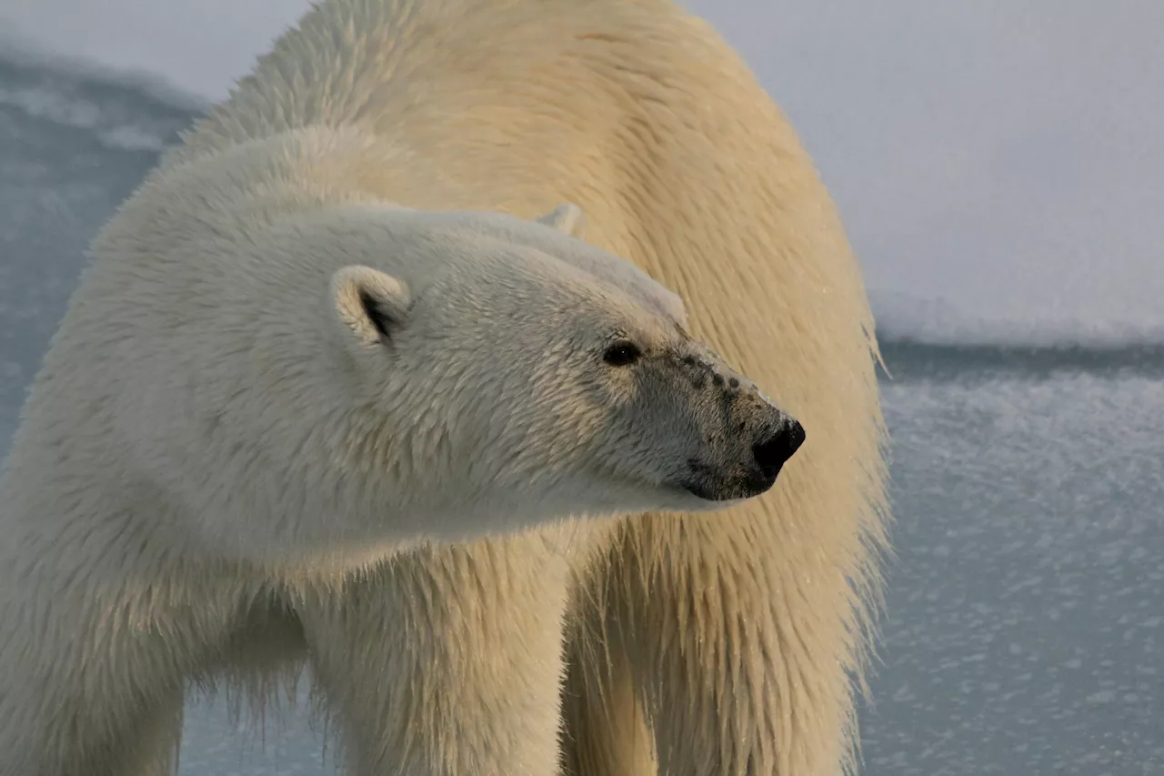 First polar bear spotted in Iceland since 2016 is shot dead by police