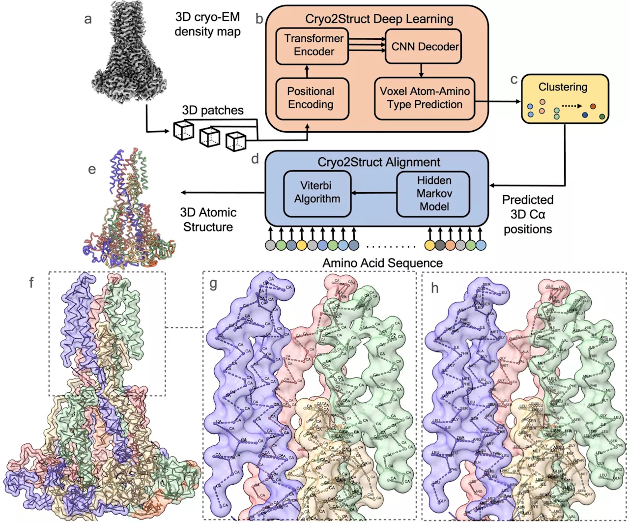 Paving the way for new treatments with a tool that builds 3D structures of protein complexes