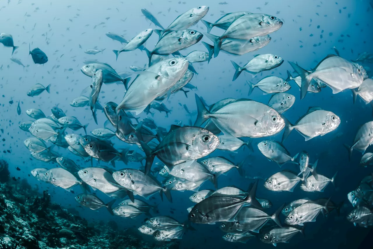 Scientists propose new 'golden rules' for sustainable fishing