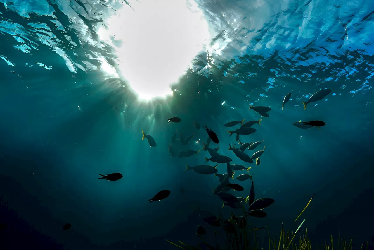 Study shows artificial light at night changes the behavior of fish, even into the next generation