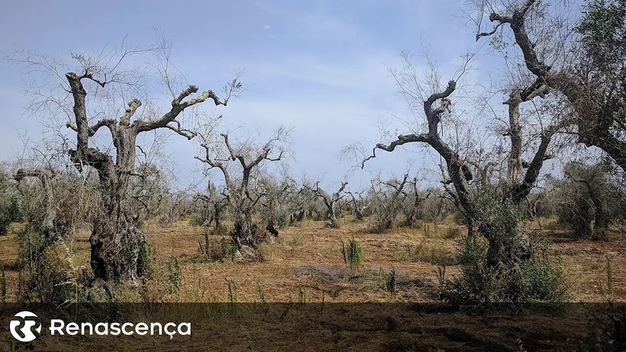 Bactéria 'Xylella fastidiosa' detetada nos concelhos de Portalegre e Marvão