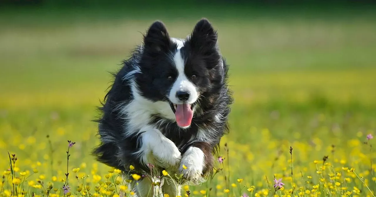 Welthundetag 2024: Schönster Hund in NRW – jetzt abstimmen!