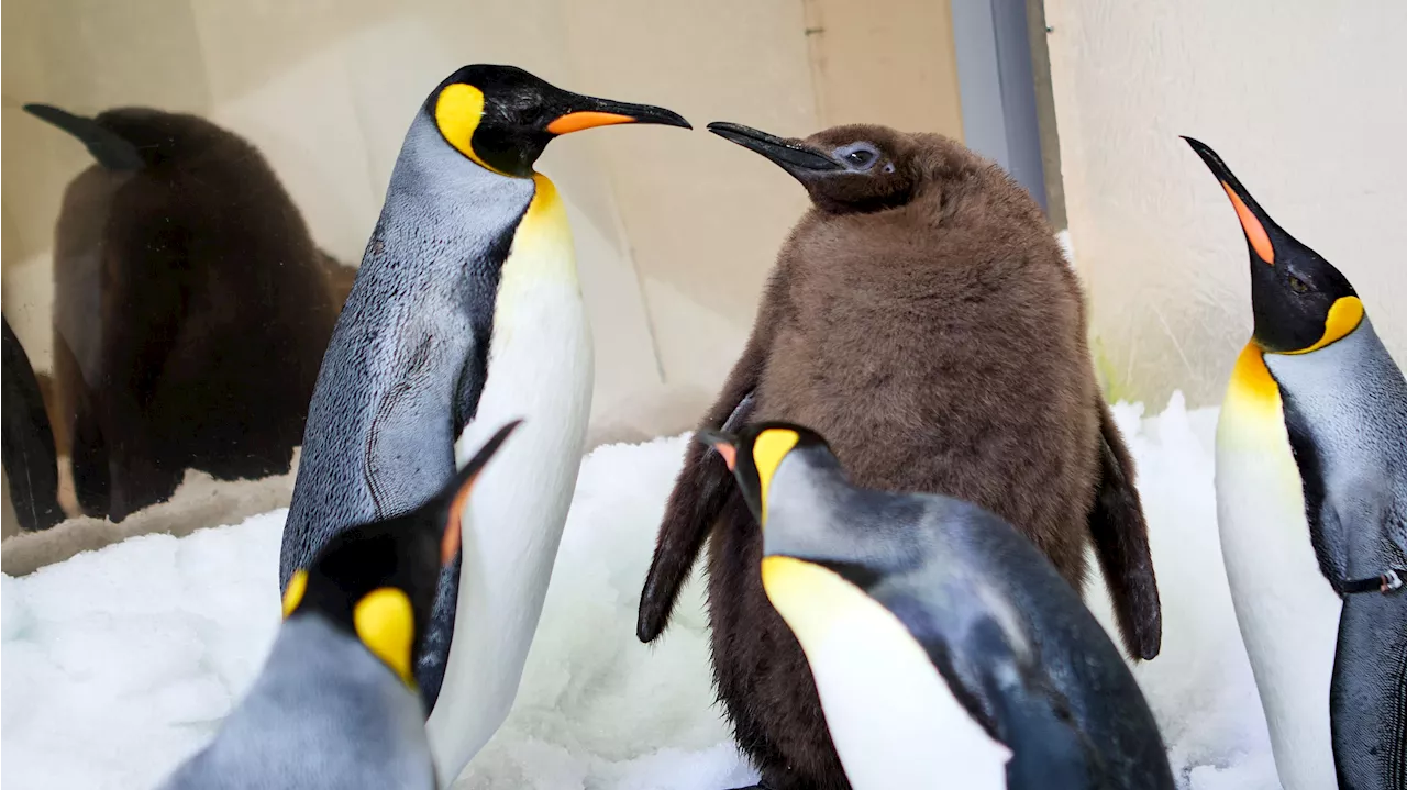 Pesto, el pingüino rey que conquista el mundo: con 21 kilos de peso y millones de seguidores en redes