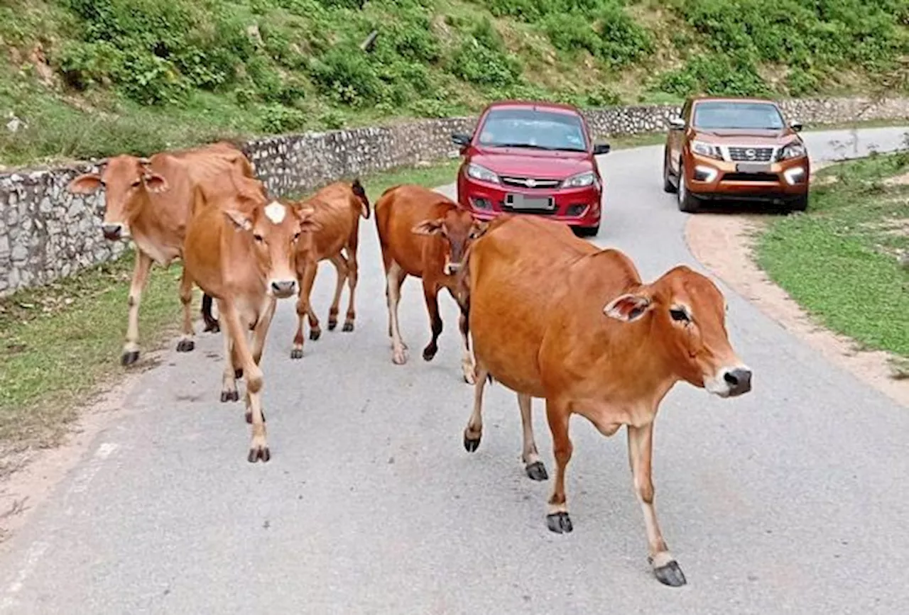 Contractor dies after crashing into herd of cows