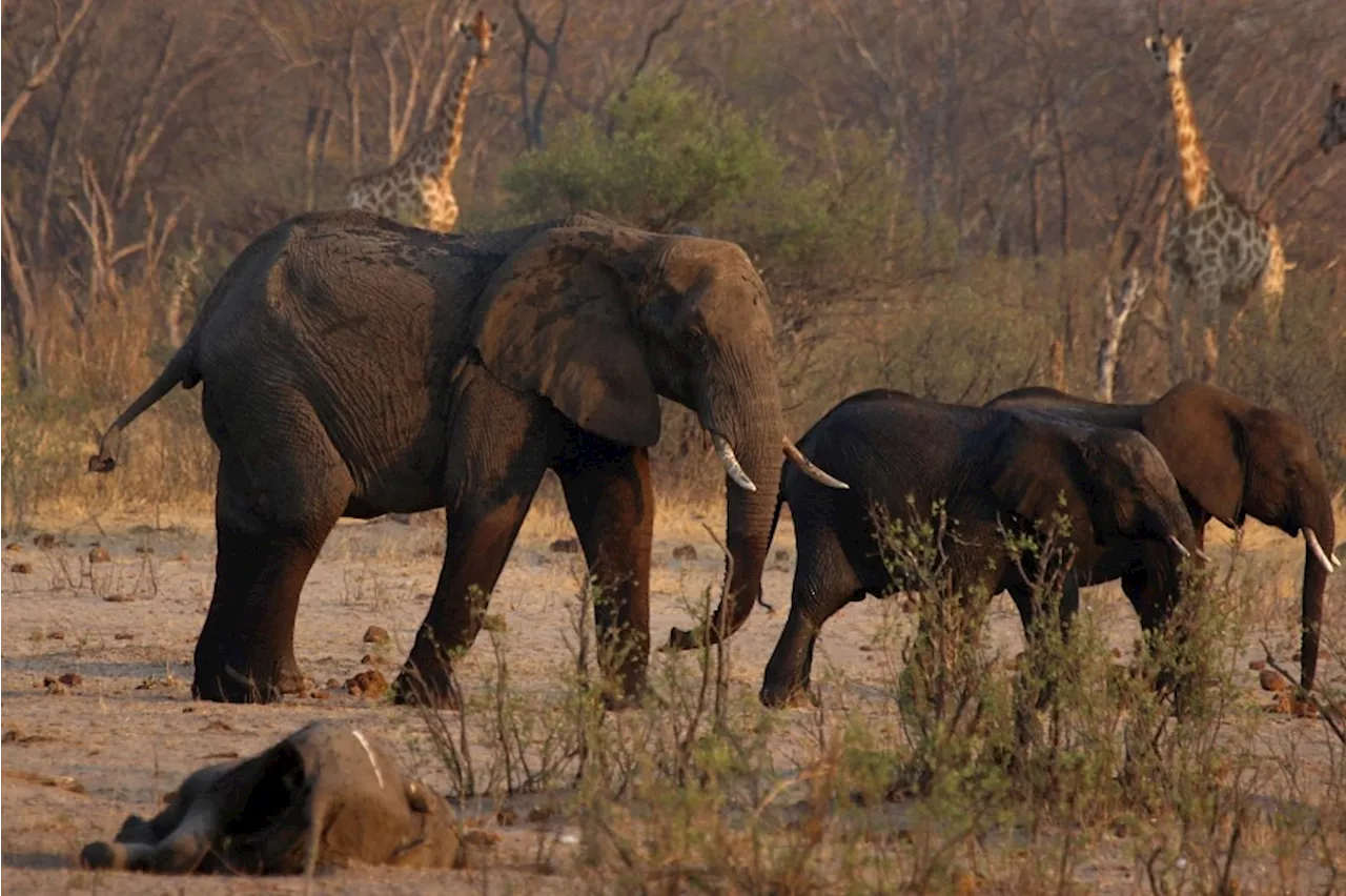 Zimbabwe’s plans to cull 200 elephants due to drought may deter eco-conscious tourists