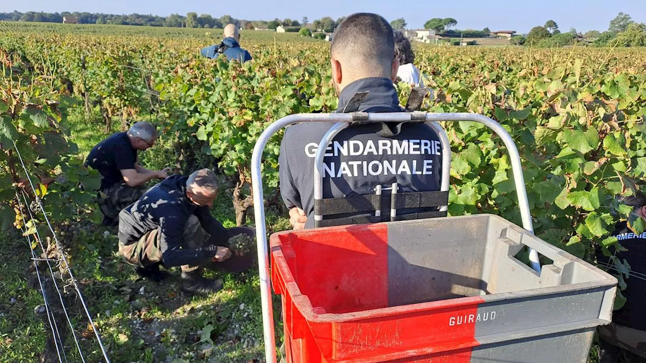 Sécurité dans les châteaux viticoles de Gironde : quand les gendarmes dégainent les sécateurs