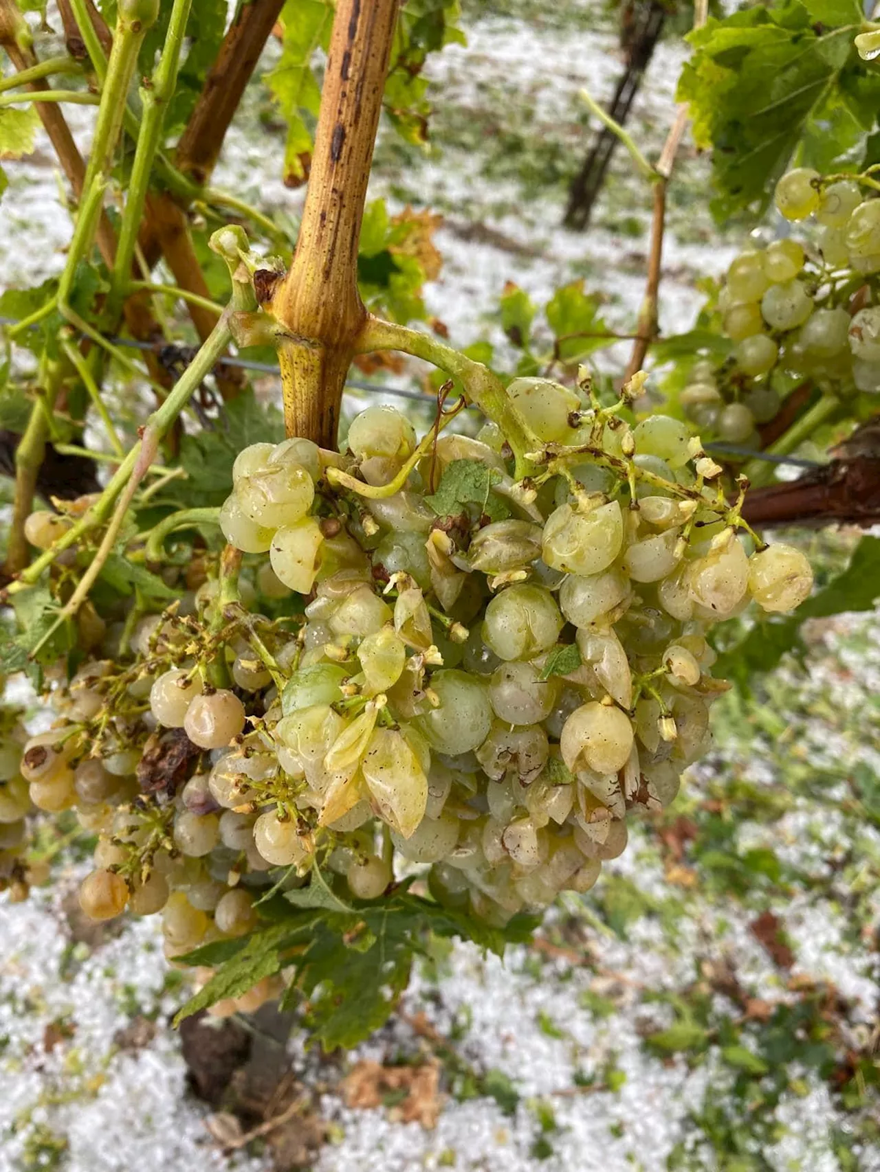 Vignoble du cognac : la grêle et la pluie accélèrent le chantier des vendanges