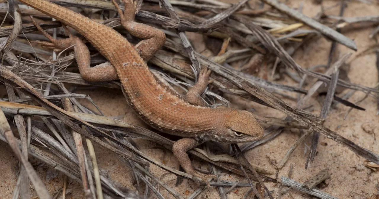 Texas AG Ken Paxton sues feds over endangered lizard