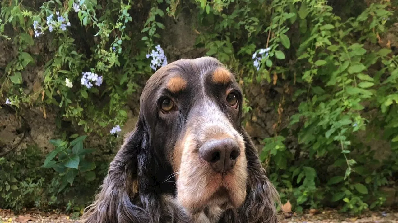 "I ladri lanciano il cane dal 6° piano, ricompensa per chi ha informazioni"