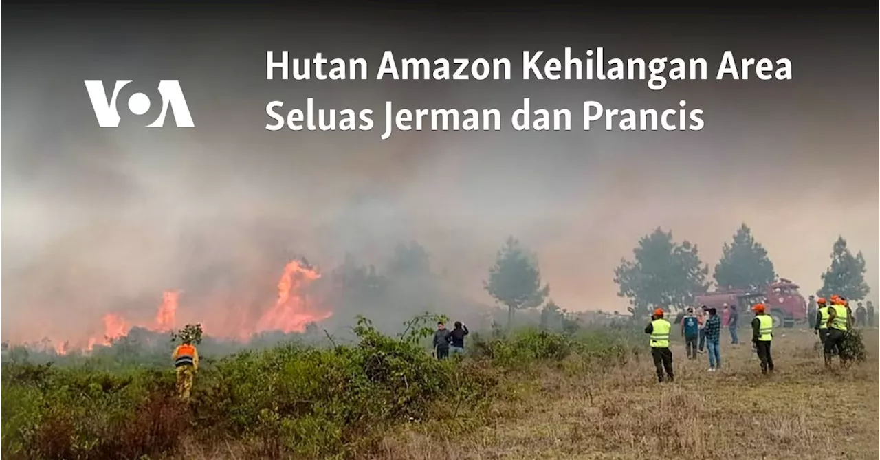 Hutan Amazon Kehilangan Area Seluas Jerman dan Prancis