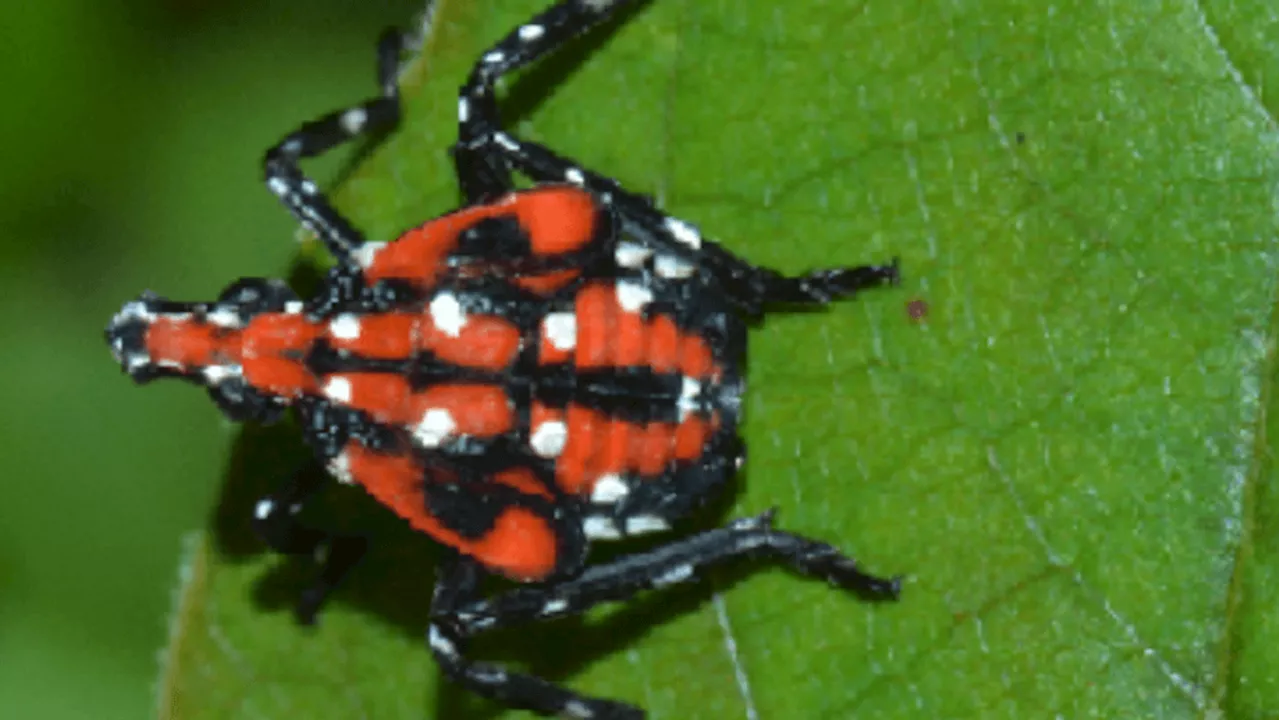 Hamilton County under quarantine for 'invasive species'