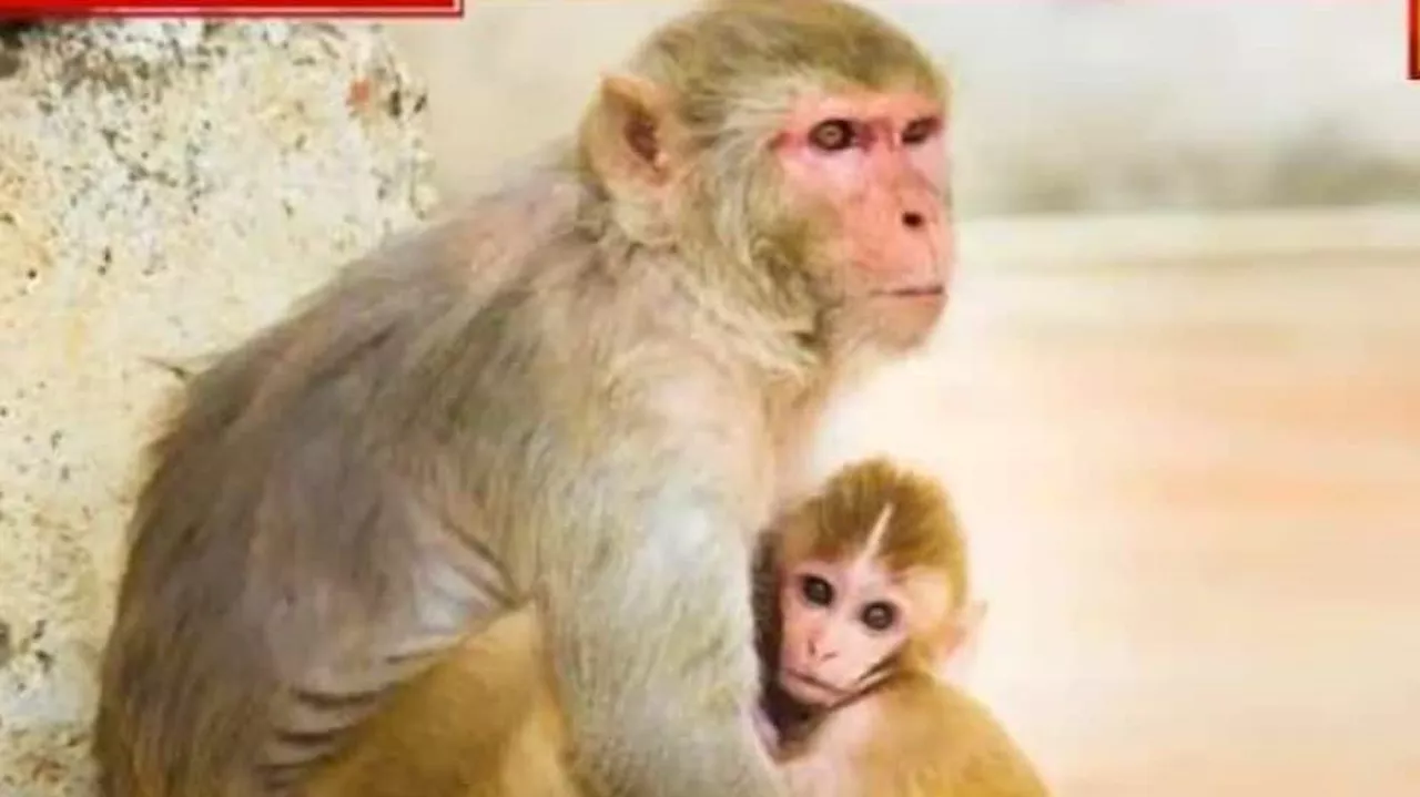 Monkeys Save Little Girl From Getting Raped In UP; Suspect Flees