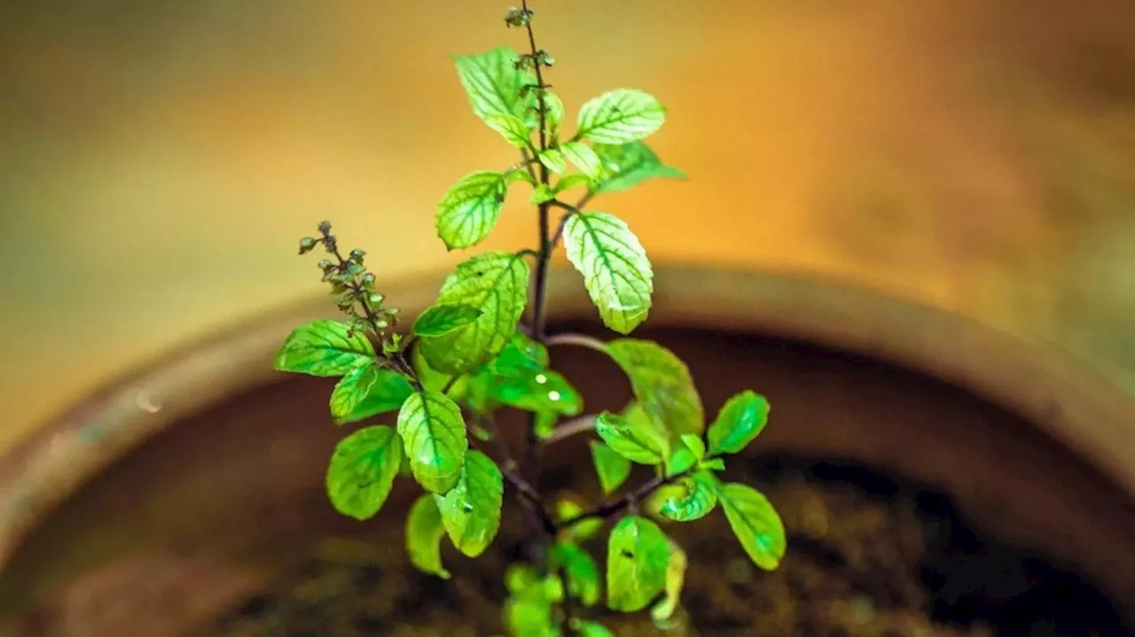 Tulsi Vastu Tips: ಈ ದಿನ ತಪ್ಪಿಯೂ ತುಳಸಿಗೆ ನೀರು ಹಾಕಬೇಡಿ, ಬದುಕಿನ ಸುಖ ನಾಶವಾಗಿ.. ಕೋಟ್ಯಾಧಿಪತಿಯೂ ಕೂಡ ದಾರಿದ್ರ್ಯ ವಕ್ಕರಿಸಿ ಕಡು ಬಡವನಾಗುವ!