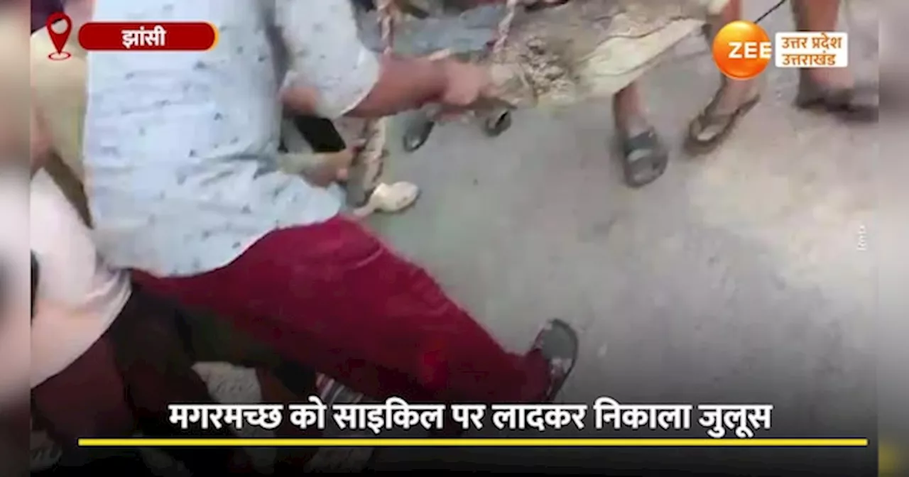 Video: झांसी में गांववालों ने मगरमच्छ को साइकिल पर बैठाकर निकाला जुलूस, वीडियो हुआ वायरल