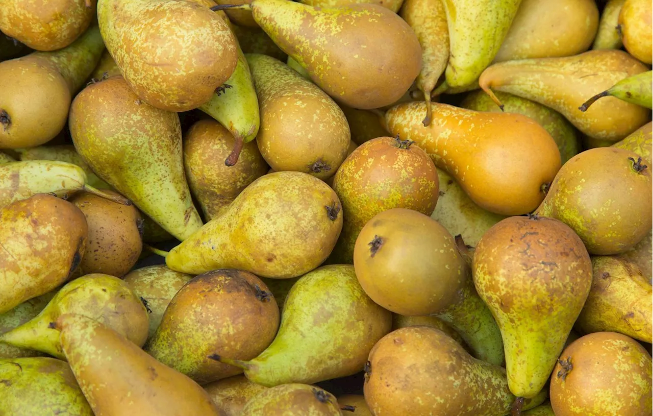 Ardennes : Des poires géantes à la variété inconnue, poussent sur l’arbre d’un particulier