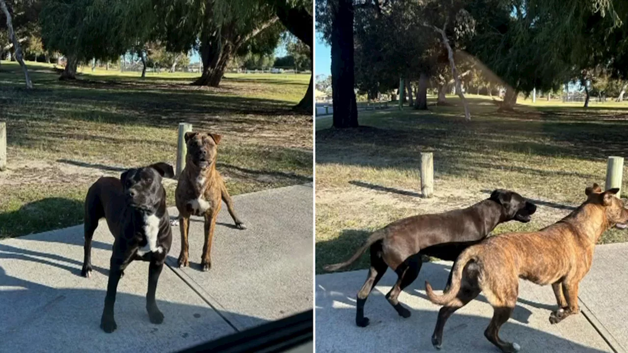 Off-lead dogs attack women at John Moloney Park in Marangaroo, Perth