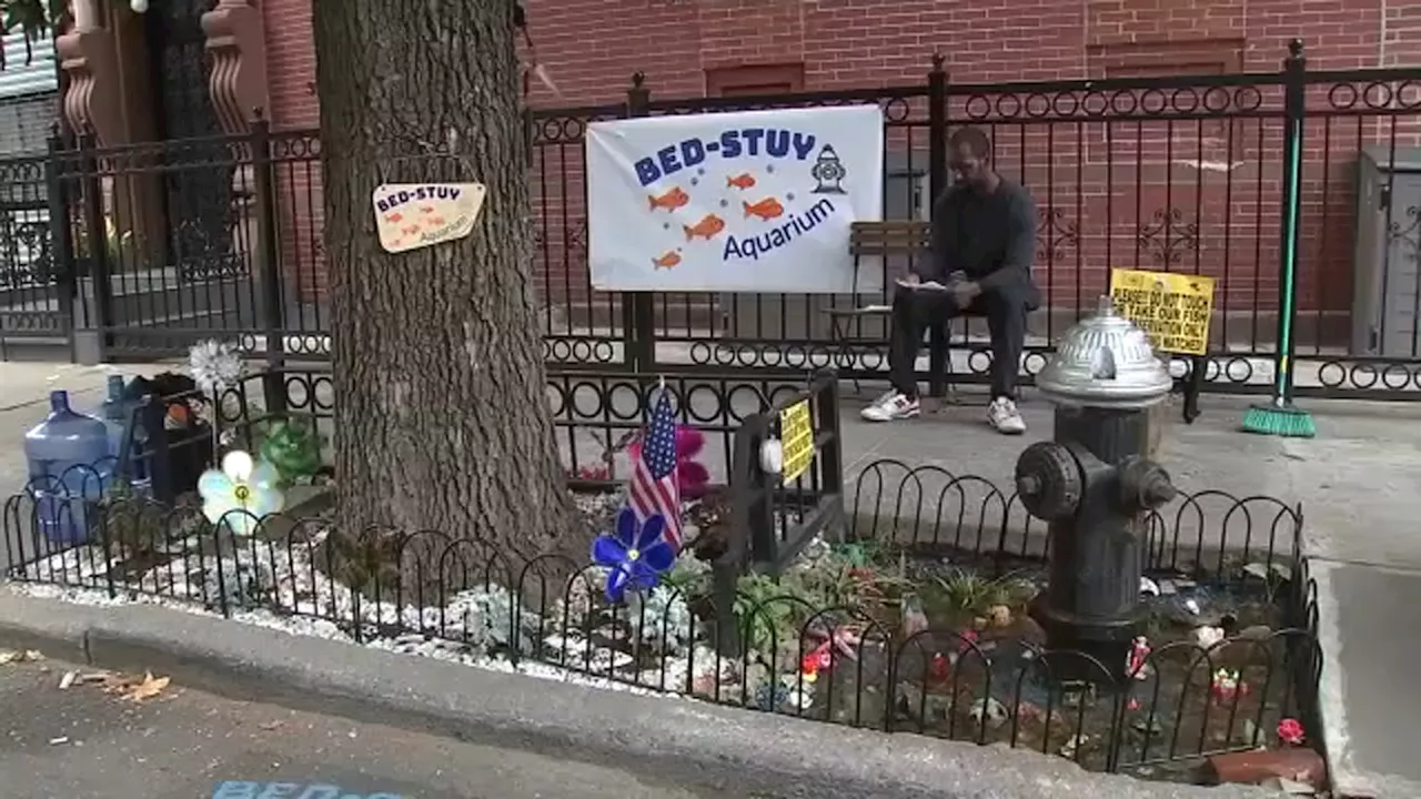 Pond in Bed-Stuy, Brooklyn thriving after vandalism brought community together