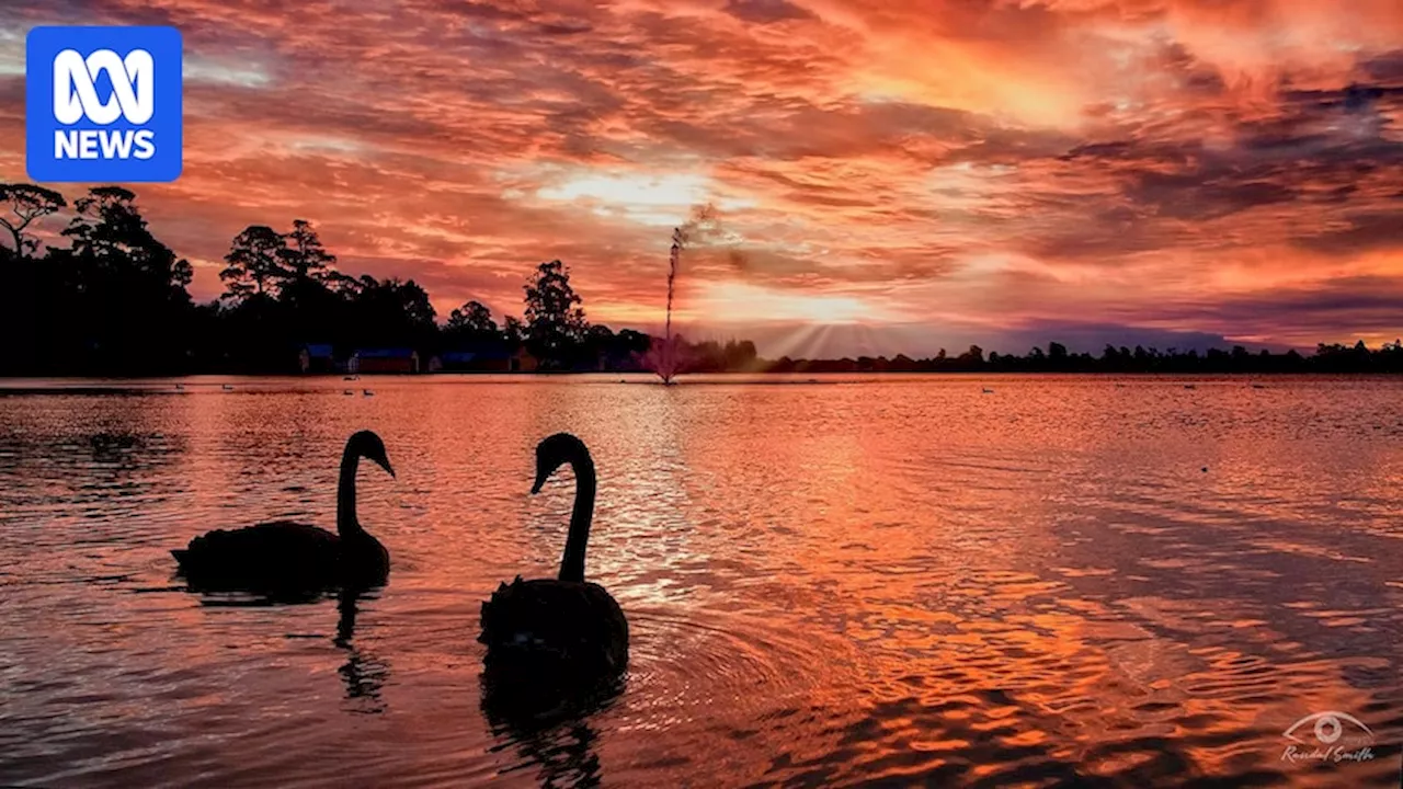 Bird flu H5N1 strain could cause 'mass mortality' of black swans, other native birds