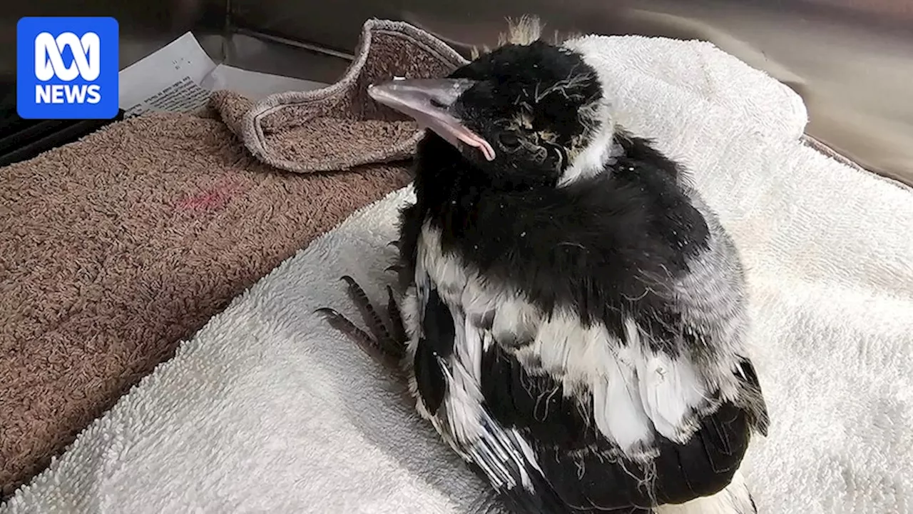 Cootamundra magpie deaths lead to poisoning claims, EPA investigation