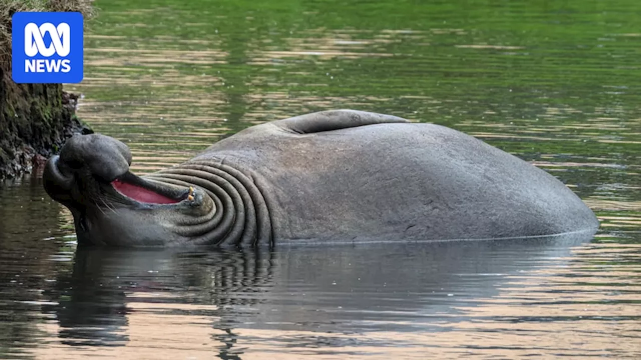 Sammy the elephant seal makes himself at home in Portland far from sub-Antarctic home